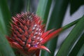 Closeup of a bromeliad, an ornamental pineappleÃÂ  Royalty Free Stock Photo